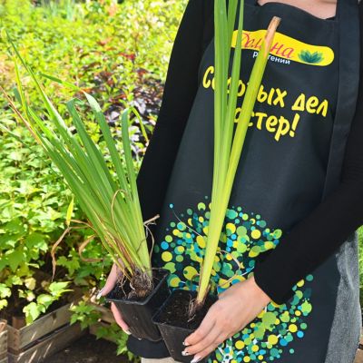 Ирис Баттерскотч Физз Ирис Баттерскотч Физз - Dolina-Sad.Ru