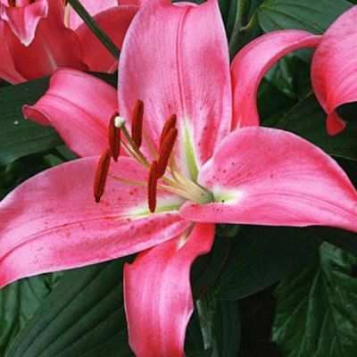 Лилия Меридон Лилия Меридон - Dolina-Sad.Ru