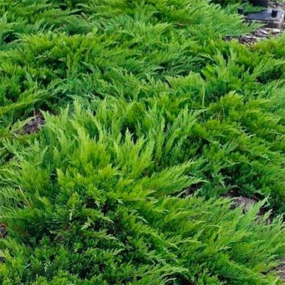 Можжевельник казацкий Там Но Блайт Можжевельник казацкий Там Но Блайт - Dolina-Sad.Ru