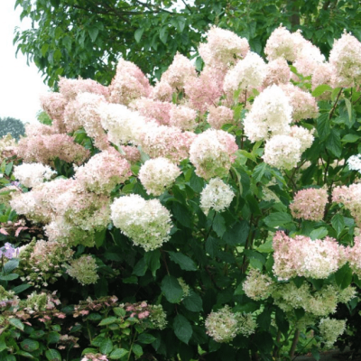 Гортензия метельчатая Магикал Свит Саммер Гортензия метельчатая Магикал Свит Саммер фото