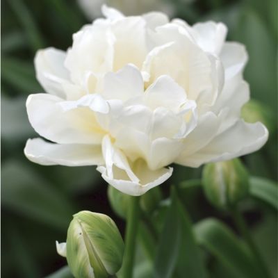 Тюльпан Мондиал Тюльпан Мондиал - Dolina-Sad.Ru