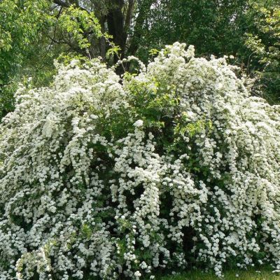 Спирея Вангутта фото