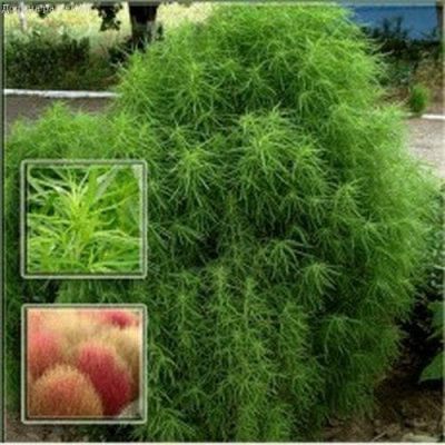 Кохия Летний кипарис (веничная) Кохия Летний кипарис (веничная) фото