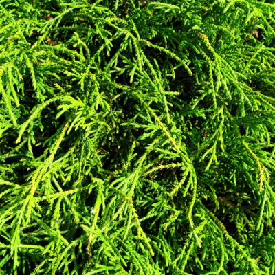 Кипарисовик горохоплодный Филифера Грацилис фото