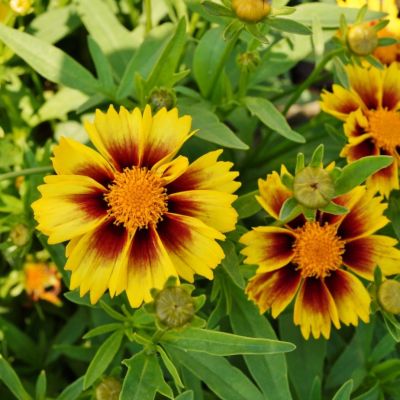 Кореопсис Причардс Вараети Кореопсис Причардс Вараети - Dolina-Sad.Ru