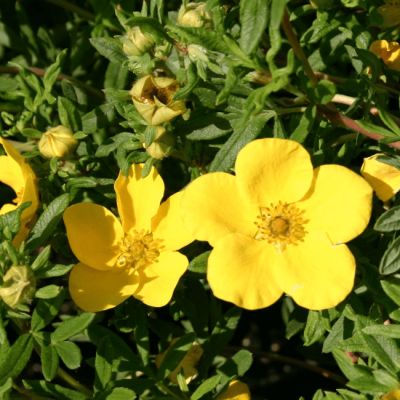 Лапчатка кустарниковая Элизабет фото