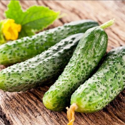 Огурец Аванс F1 корнишон автор. Огурец Аванс F1 корнишон автор. - Dolina-Sad.Ru