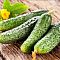 Огурец Аванс F1 корнишон автор. Огурец Аванс F1 корнишон автор. - Dolina-Sad.Ru