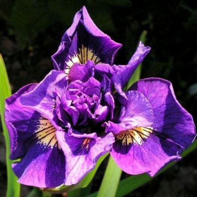 Ирис Дабл Стандарт Ирис Дабл Стандарт фото