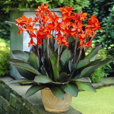 Канна Э. Нойберт Канна Э. Нойберт фото