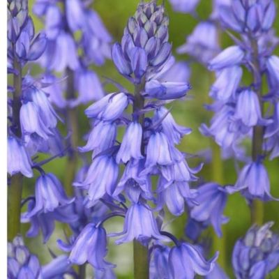 Крокус Блю Крокус Блю - Dolina-Sad.Ru