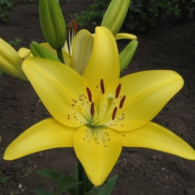 Лилия Еллоу Пауэр - Dolina-Sad.Ru