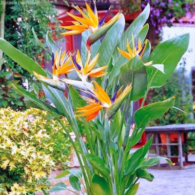 Стрелиция Райская Птица Стрелиция Райская Птица фото