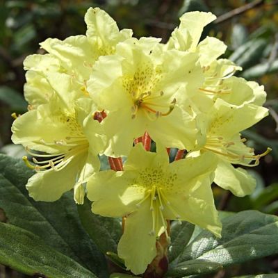 Рододендрон Голдфорт Рододендрон Голдфорт фото