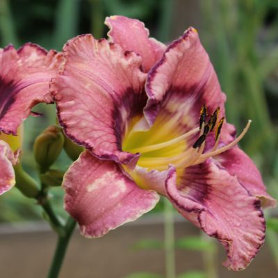 Лилейник Гет Джигги Лилейник Гет Джигги фото