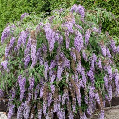 Буддлея очереднолистная Юник Буддлея очереднолистная Юник - Dolina-Sad.Ru