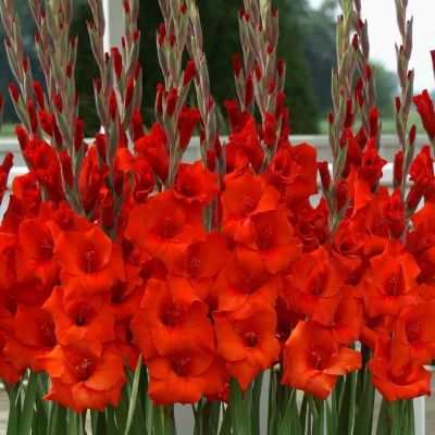 Гладиолус Манхэттен - Dolina-Sad.Ru