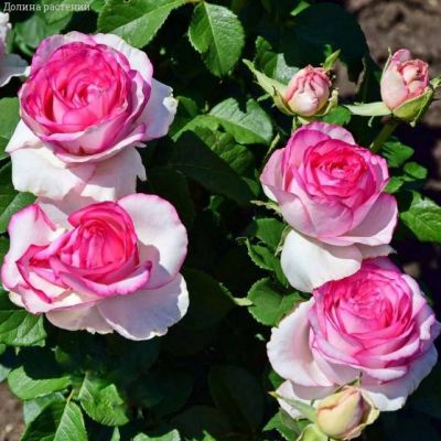 Роза Дольче Вита в горшке Роза Дольче Вита в горшке - Dolina-Sad.Ru