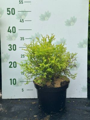 Туя западная Рейнголд, С3 Туя западная Рейнголд, С3 - Dolina-Sad.Ru