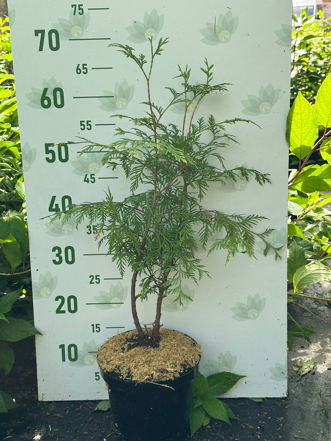 Туя западная Столвик, С3 - Dolina-Sad.Ru