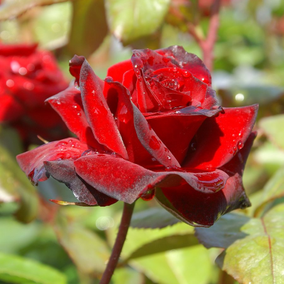 Роза штамбовая Николо Паганини - Dolina-Sad.Ru