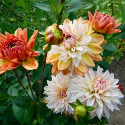 Георгина Коуп де Солеил Георгина Коуп де Солеил - Dolina-Sad.Ru