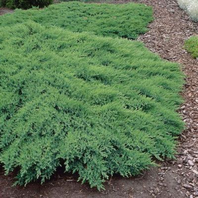 Можжевельник казацкий Рокери Джем Можжевельник казацкий Рокери Джем - Dolina-Sad.Ru