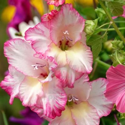 Гладиолус Шанна Гладиолус Шанна фото