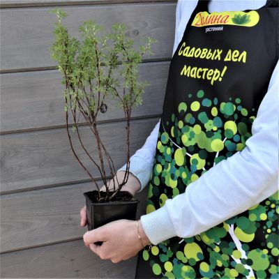 Лапчатка кустарниковая Пинк Бьюти Лапчатка кустарниковая Пинк Бьюти фото