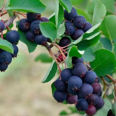 Ирга ольхолистная Мартин Ирга ольхолистная Мартин - Dolina-Sad.Ru