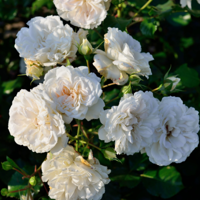 Роза Петтикоат Роза Петтикоат фото