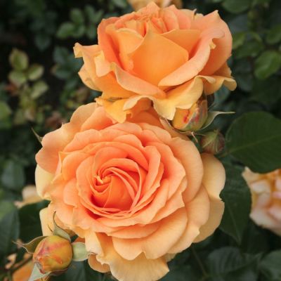 Роза Гольдэльзе - Dolina-Sad.Ru