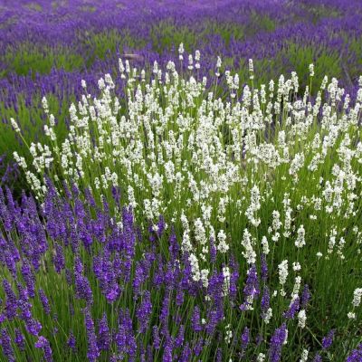 Лаванда узколистная Тристан и Изольда Лаванда узколистная Тристан и Изольда фото