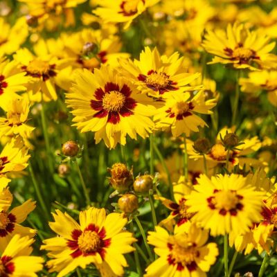 Кореопсис Причардс Вараети Кореопсис Причардс Вараети - Dolina-Sad.Ru