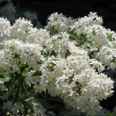 Дейция Лемуана фото