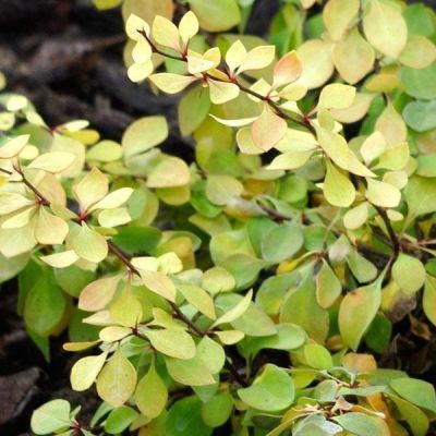 Барбарис Тунберга Голден Хоризон Барбарис Тунберга Голден Хоризон - Dolina-Sad.Ru