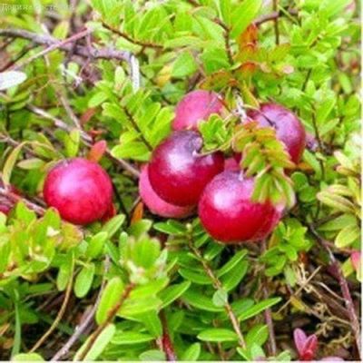 Клюква Эрли Блэк Клюква Эрли Блэк фото