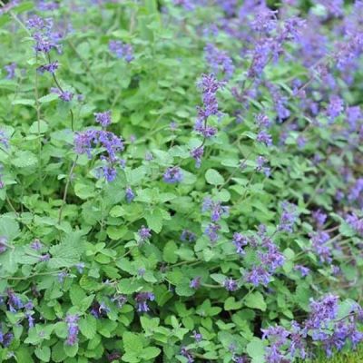 Котовник кистевидный Суперба Котовник кистевидный Суперба - Dolina-Sad.Ru