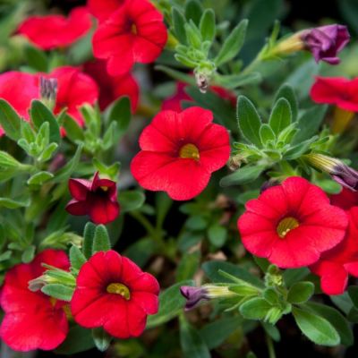 Калибрахоа Алоха Кона Черри Ред - Dolina-Sad.Ru