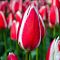 Тюльпан Кэнди Эпл Дилайт Тюльпан Кэнди Эпл Дилайт фото