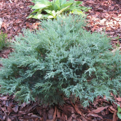 Можжевельник чешуйчатый Блю Компакт Можжевельник чешуйчатый Блю Компакт фото