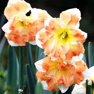 Нарцисс Кум Лауде Нарцисс Кум Лауде фото