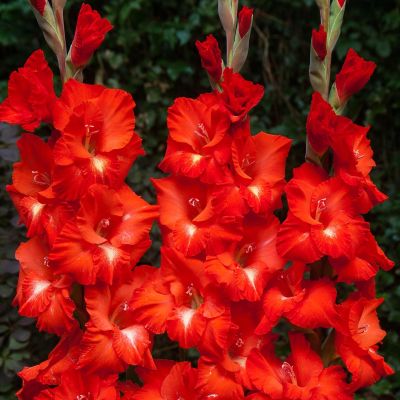 Гладиолус Франко Зекка Гладиолус Франко Зекка - Dolina-Sad.Ru