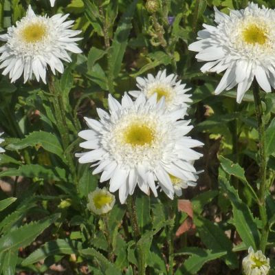 Нивяник Виррал Суприм Нивяник Виррал Суприм - Dolina-Sad.Ru