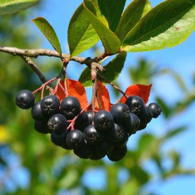 Рябина Черноплодная Рябина Черноплодная фото
