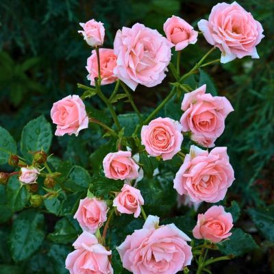 Роза Лидия Роза Лидия - Dolina-Sad.Ru