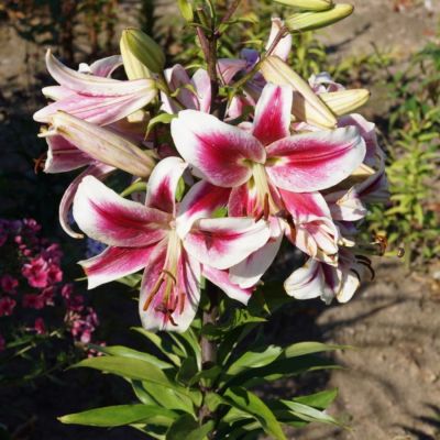 Лилия Кэнди Клаб - Dolina-Sad.Ru