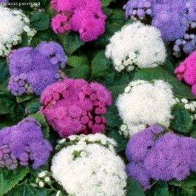 Агератум Сокровища ацтеков , смесь фото