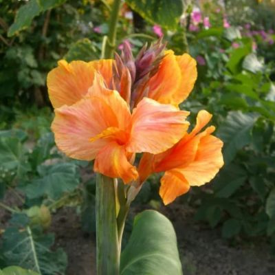 Канна Эприкот Дрим за 1 копейку фото