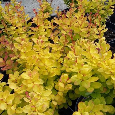 Барбарис Тунберга Голден Хоризон Барбарис Тунберга Голден Хоризон - Dolina-Sad.Ru